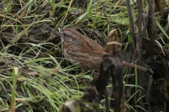 Melospiza melodia morphna