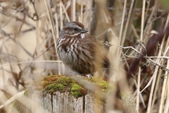 Melospiza melodia morphna