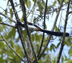 Dendrocitta leucogastra