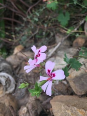 Pelargonium patulum patulum