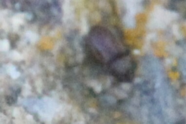 iNaturalist observation photo of Drugstore Beetle
