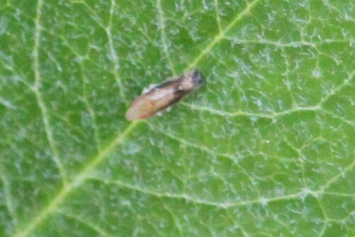 iNaturalist observation photo of Typical Leafhoppers