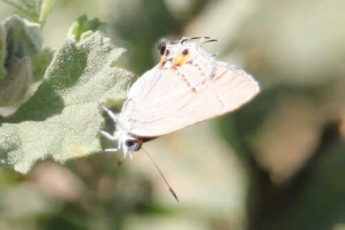 iNaturalist observation photo of Gray Hairstreak