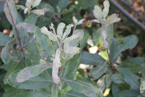 iNaturalist observation photo of toyon gall thrips