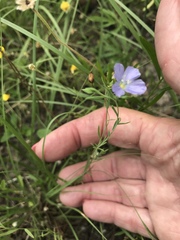 Linum pratense