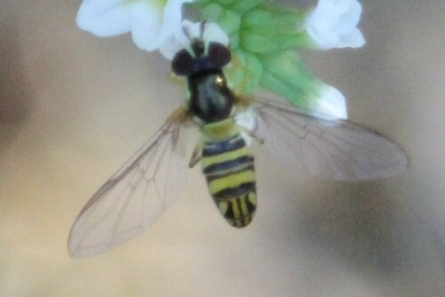 iNaturalist observation photo of Oblique Streaktail