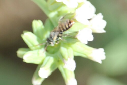 iNaturalist observation photo of Perdita