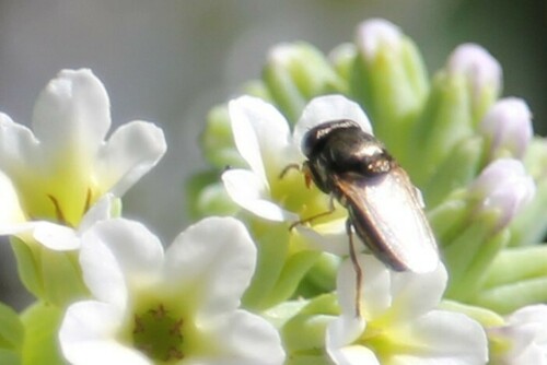 iNaturalist observation photo of Mosillus