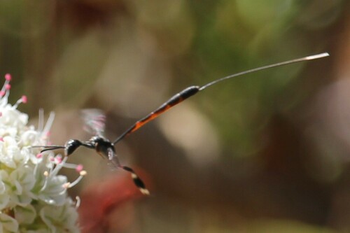 iNaturalist observation photo of Gasteruption