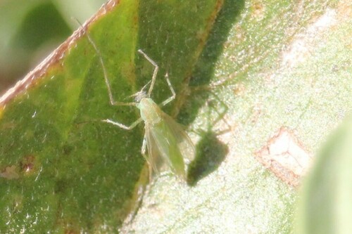iNaturalist observation photo of Tanytarsini
