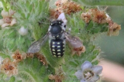 iNaturalist observation photo of Spotted Woolcarder