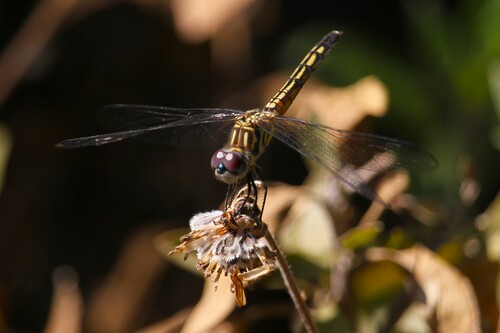 iNaturalist observation photo of Blue Dasher