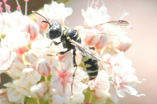 iNaturalist observation photo of Cerceris convergens