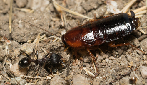 iNaturalist observation photo of Western Wood Cockroach