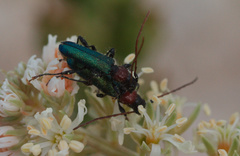 Cartallum ebulinum