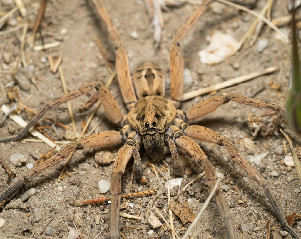 Schizocosa maxima
