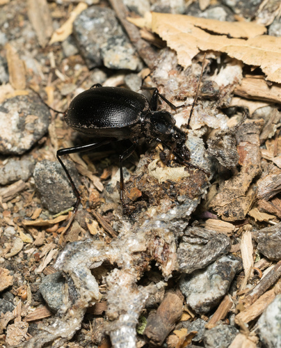 iNaturalist observation photo of Snail-Eating Beetles