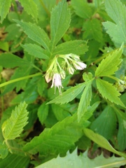 Hydrophyllum virginianum