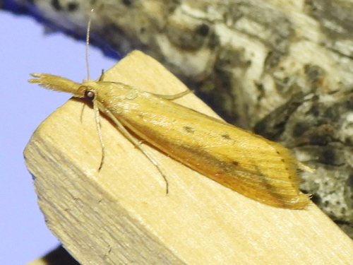 Delightful Donacaula Moth photo 3