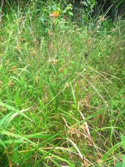 Asclepias lanceolata