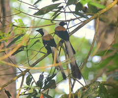Dendrocitta leucogastra