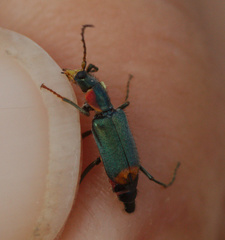 Clanoptilus marginellus