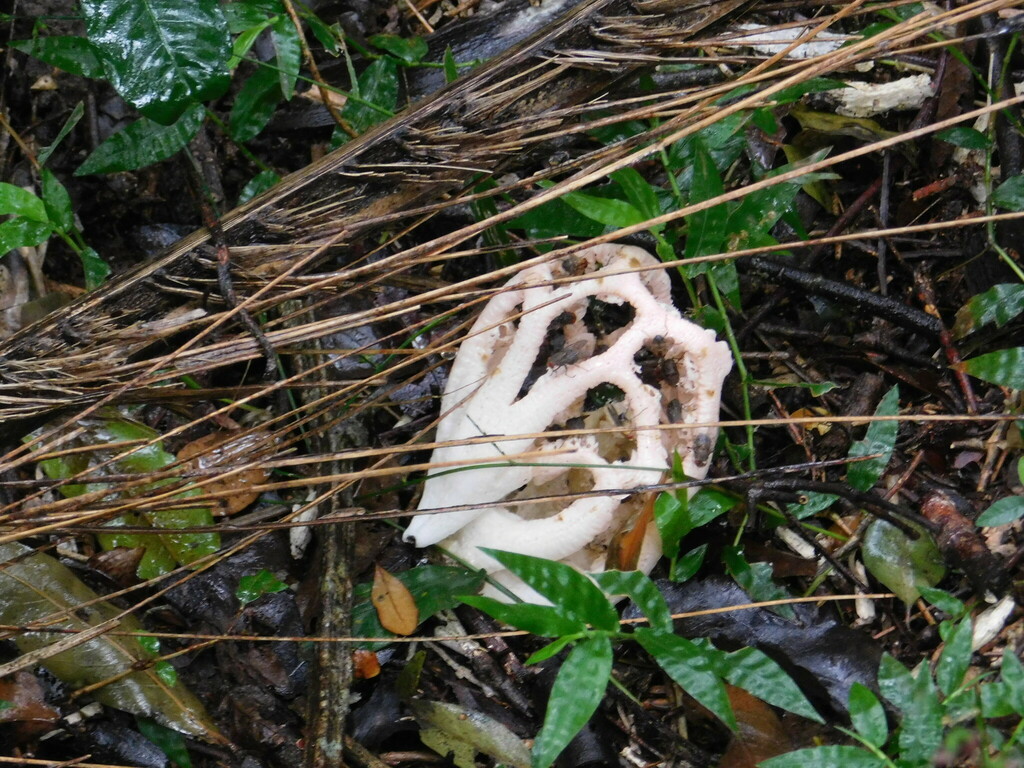 Clathrus argentinus · June 2024 · photo: © bombin (iNaturalist, cc-by)