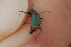 Clanoptilus marginellus