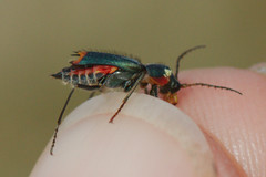 Clanoptilus marginellus