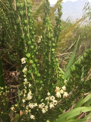 Erica triflora