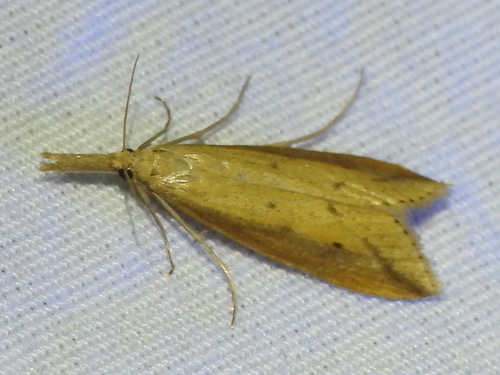Delightful Donacaula Moth photo 5