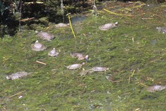 Trachemys scripta elegans