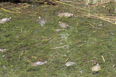 Trachemys scripta elegans