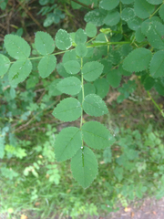 Rosa nutkana hispida