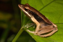 Malay Pointed-Snout Frog photo 1