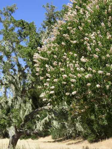 iNaturalist observation photo of California buckeye