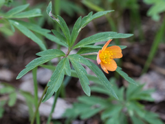 Anemonoides uralensis