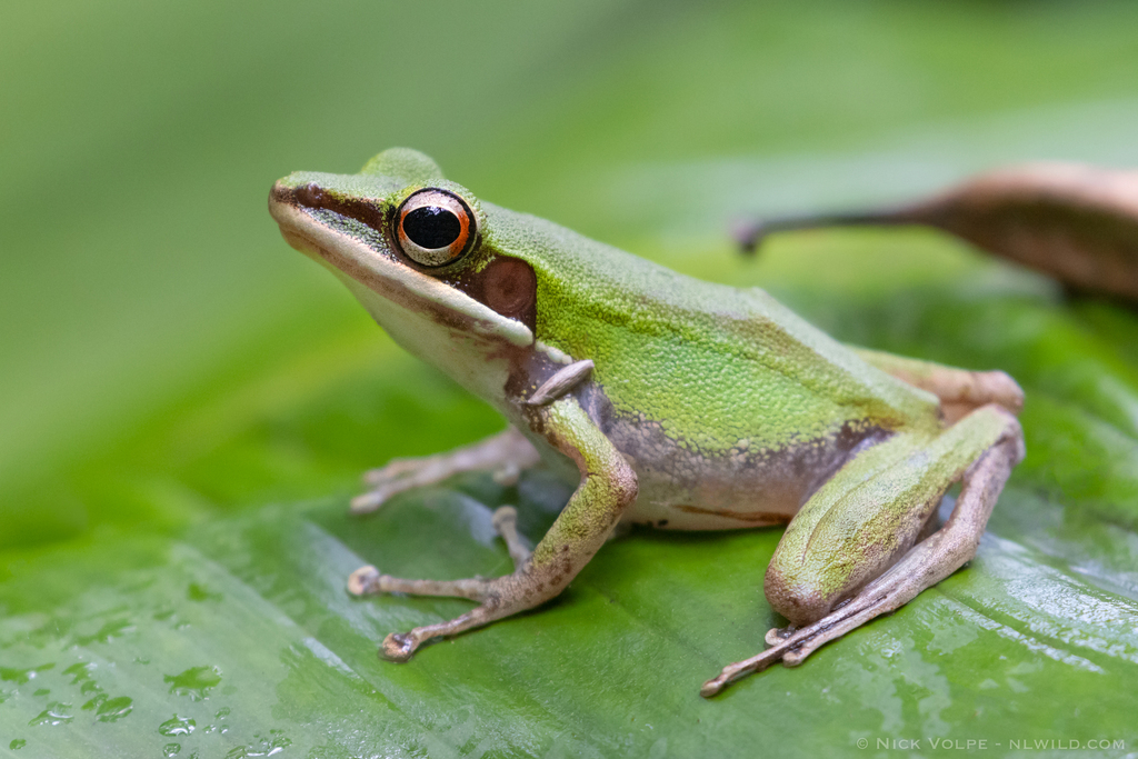Tenasserim White-lipped Frog