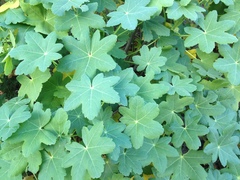Malva occidentalis