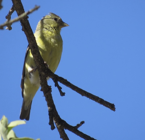 iNaturalist observation photo of Lesser Goldfinch