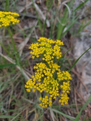 Cymopterus lemmonii
