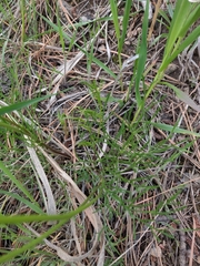 Cymopterus lemmonii