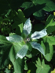 Malva occidentalis