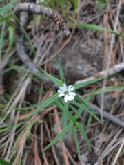 Pseudostellaria