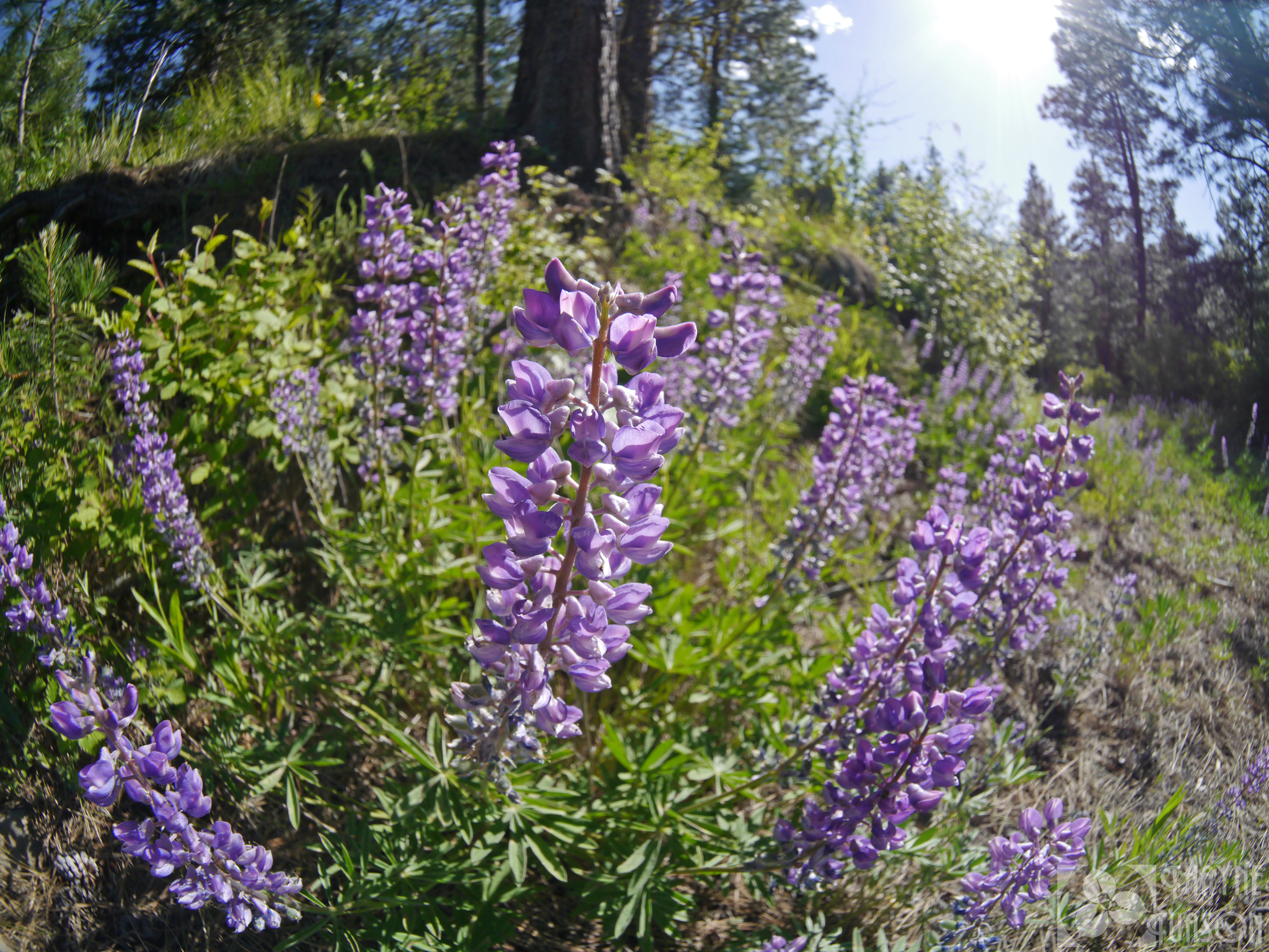 Lupinus caudatus ssp. caudatus