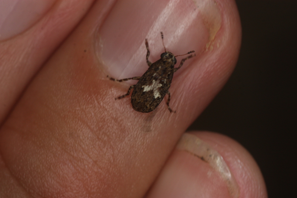 Euparius clitelliger
