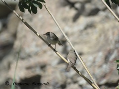 Phylloscopus sindianus