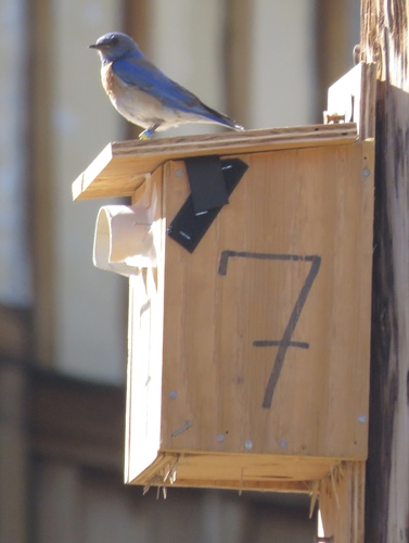 iNaturalist observation photo of Western Bluebird