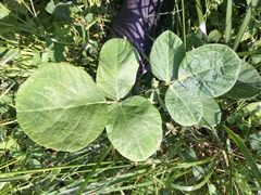 Desmodium rotundifolium