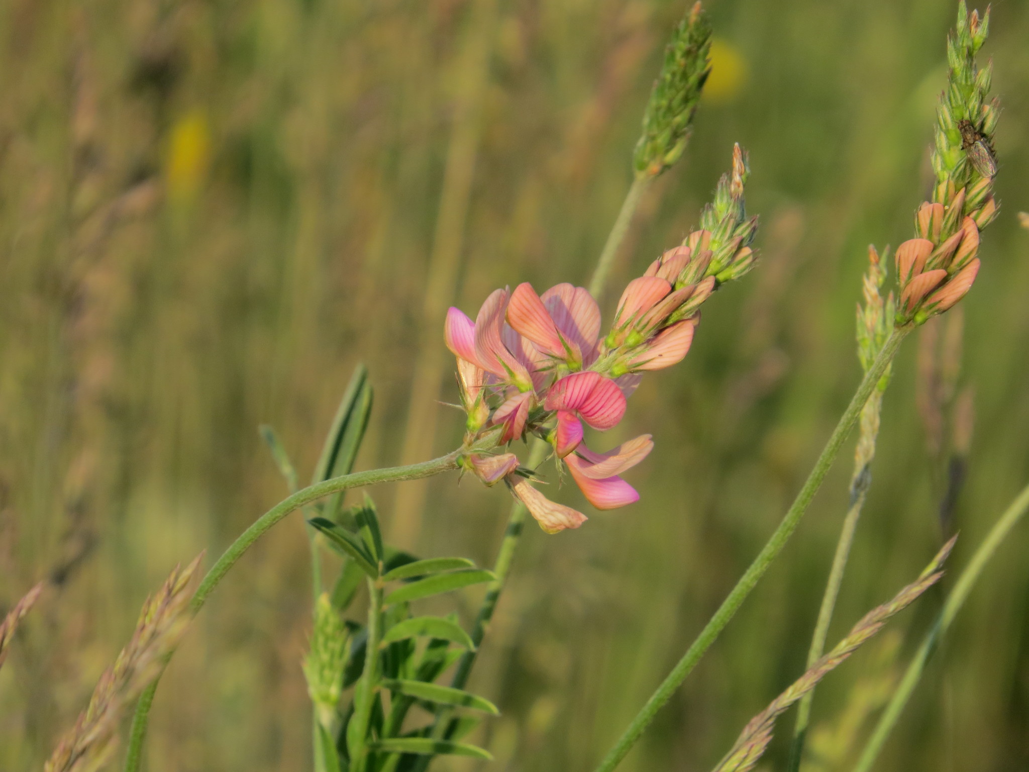 Onobrychis arenaria